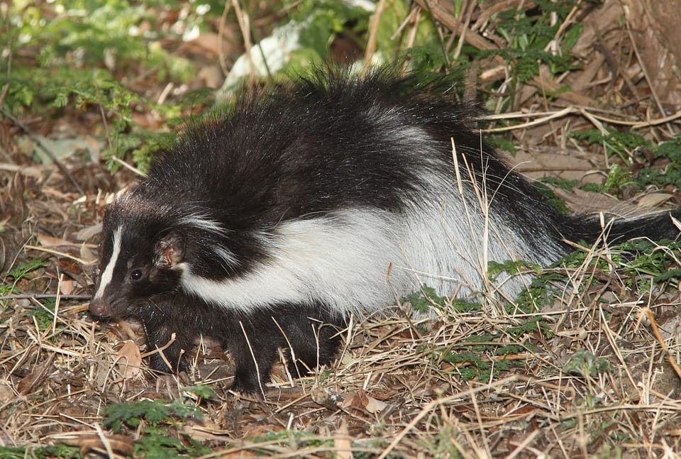 How To Get Rid Of Skunks Under Your Deck Wildlife Control Cambridge