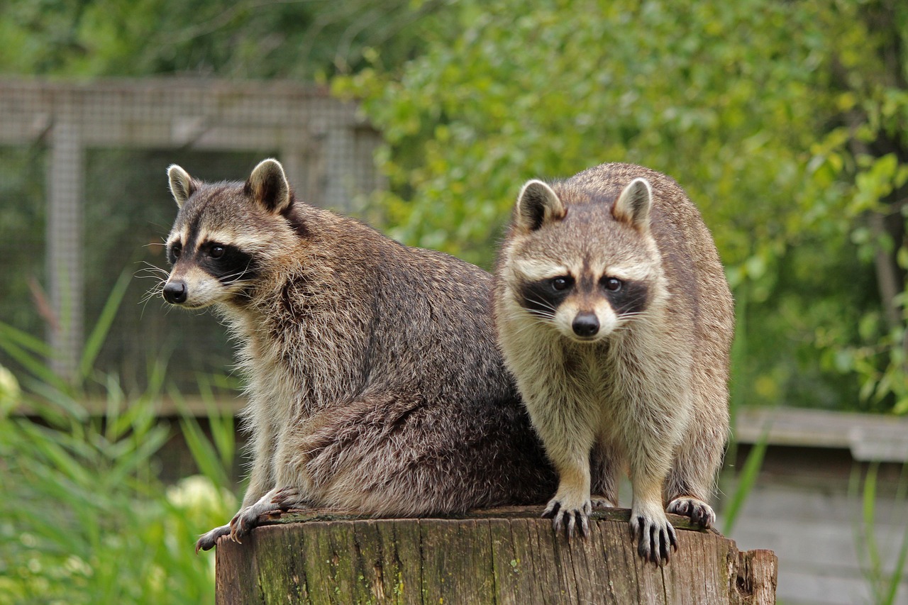 How to pick a raccoon removal company Wildlife Control Cambridge