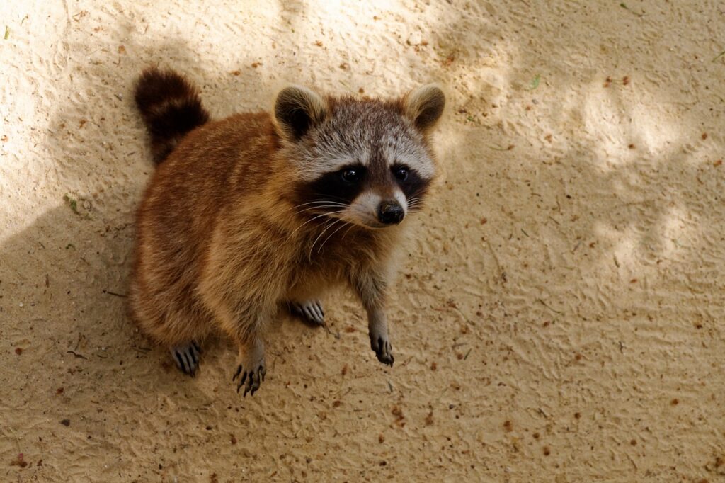 Raccoon behavior in residential areas