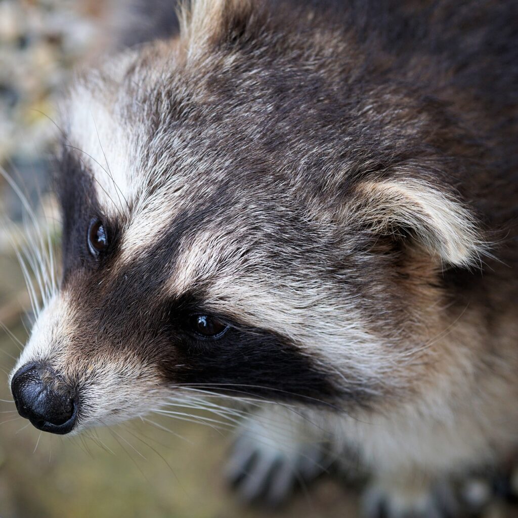 Remove raccoons from chimeny