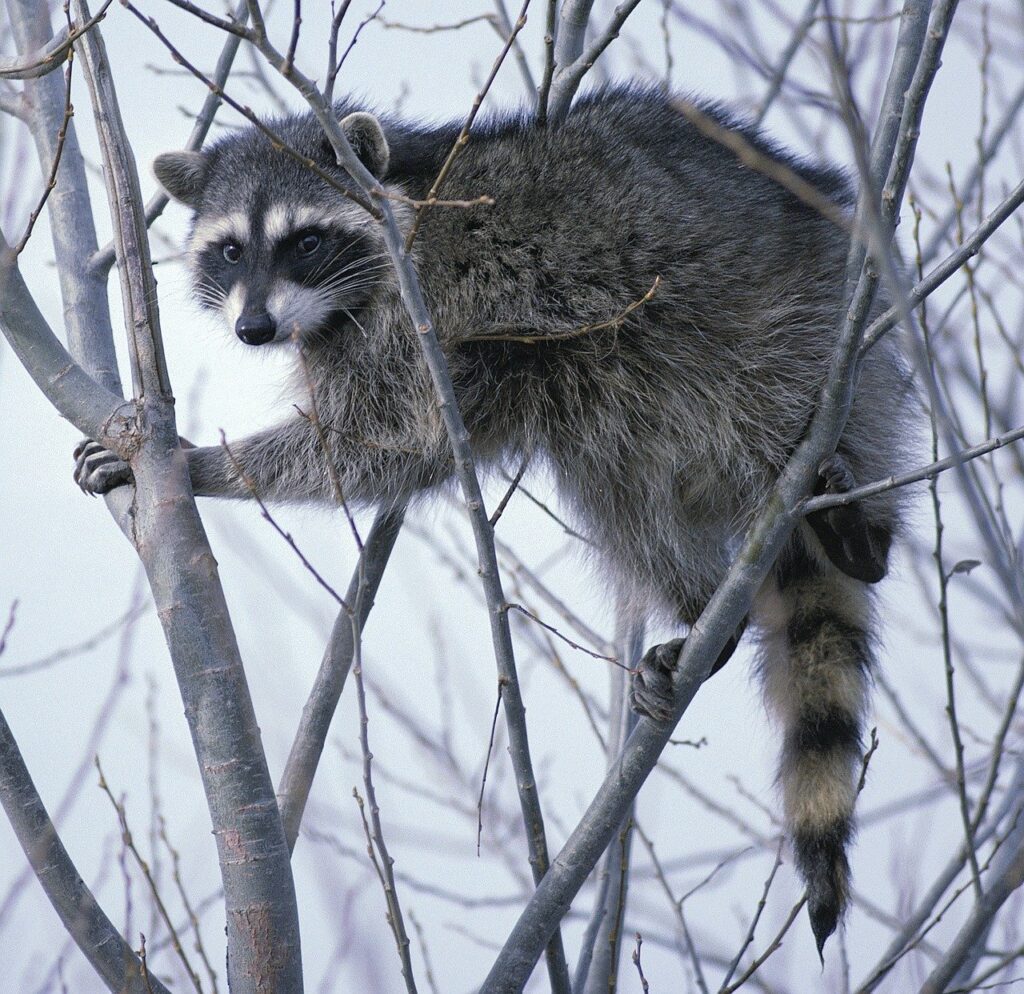 What do raccoons eat in cities