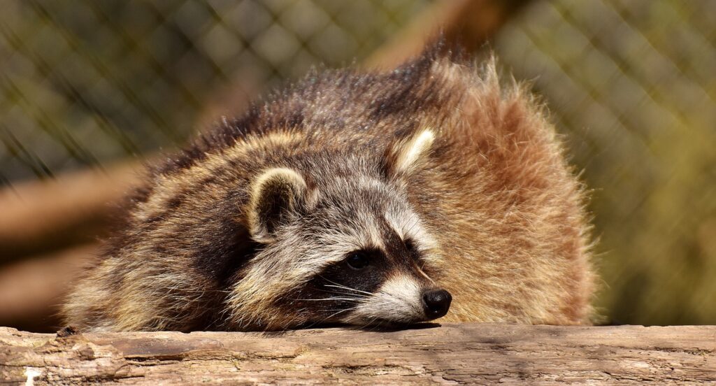 What to do when raccoons break into your attic