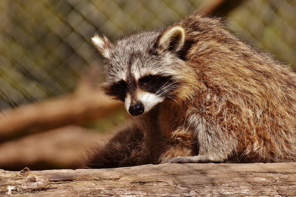 Why raccoon repelents don’t work