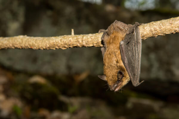 bat control cambridge
