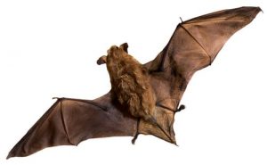 big brown bats