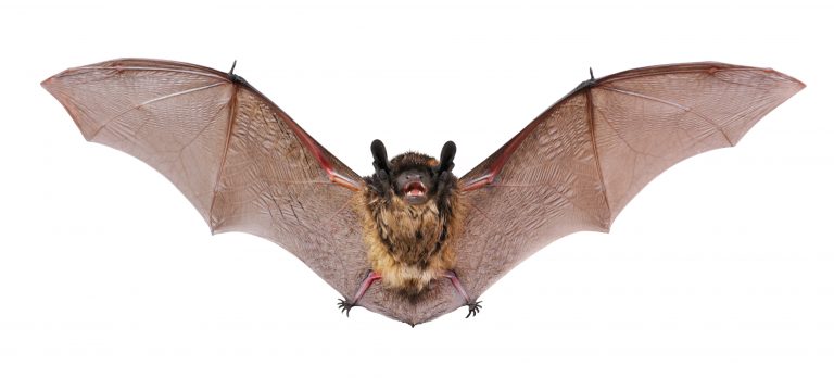 Bat Removal Cambridge